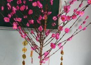 HOẠT ĐỘNG CHÀO XUÂN HOẠT ĐỘNG CHÀO XUÂN